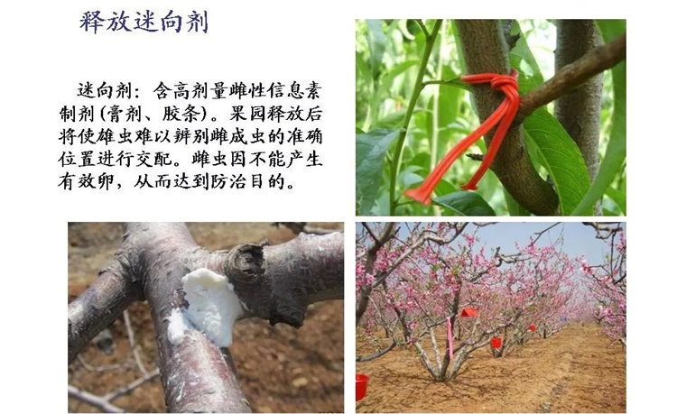 果树病害防治技术