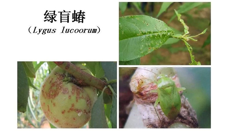 果树病害防治技术