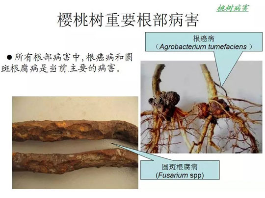 樱桃树重要根部病害与防治方法