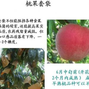苹果、桃、樱桃主要病害防治技术
