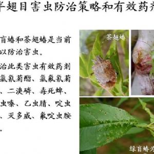 苹果、桃、樱桃主要病害防治技术