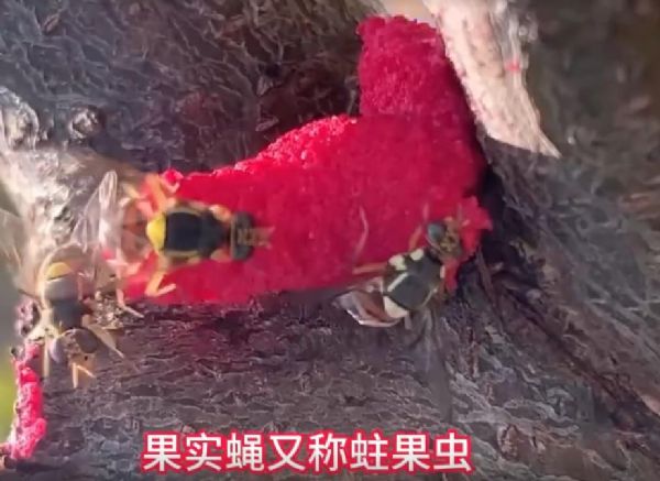 泰安市泰山区仕达农业科技有限公司果实蝇危害介绍