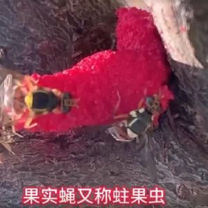 泰安市泰山区仕达农业科技有限公司果实蝇危害介绍